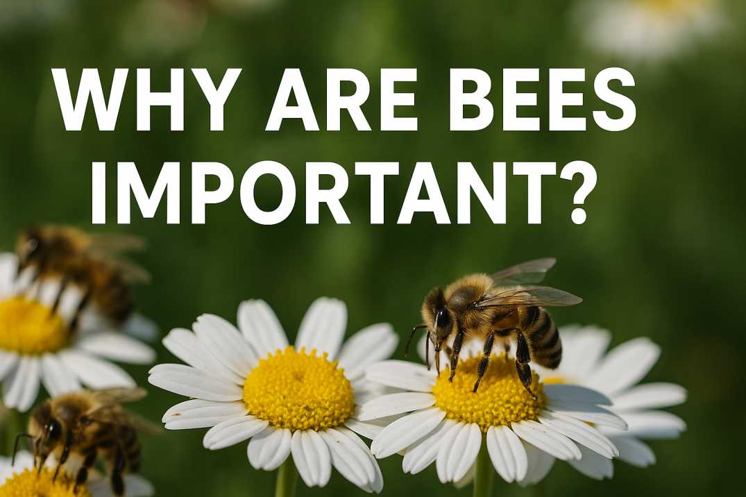 Why Are Bees Important?